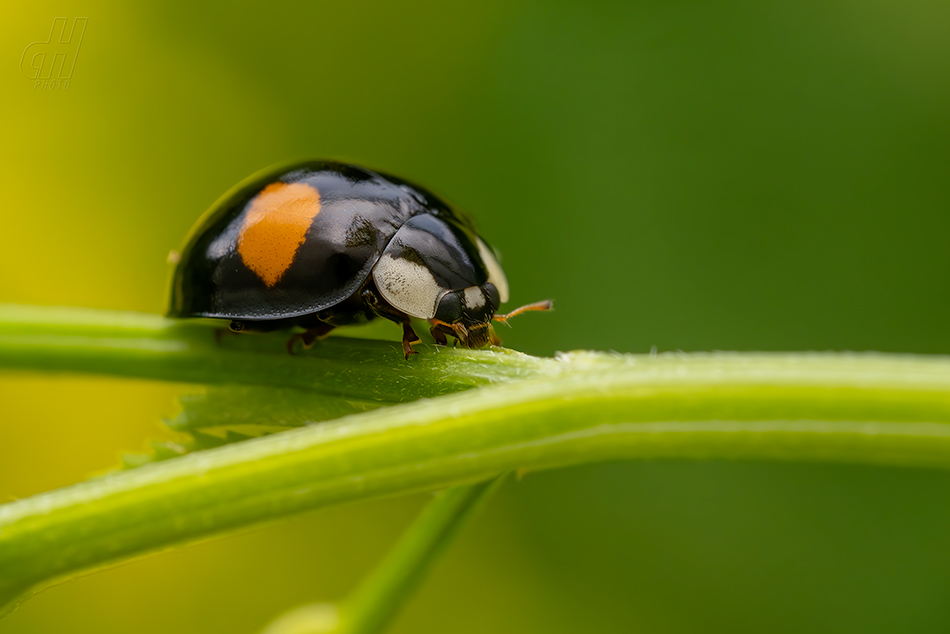 slunéčko východní - Harmonia axyridis