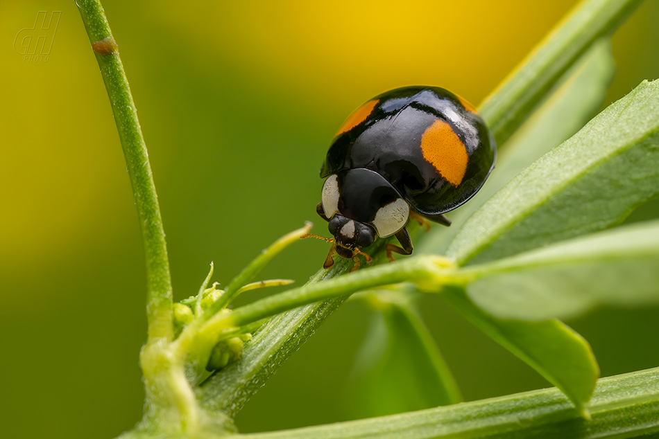 slunéčko východní - Harmonia axyridis