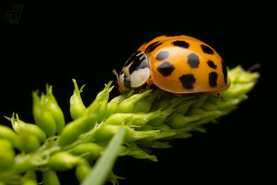 slunéčko východní - Harmonia axyridis