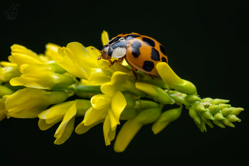 slunéčko východní - Harmonia axyridis