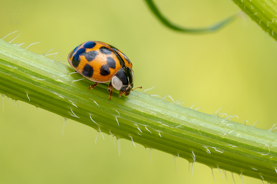 slunéčko východní - Harmonia axyridis