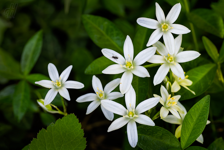 snědek chocholičnatý - Ornithogalum angustifolium