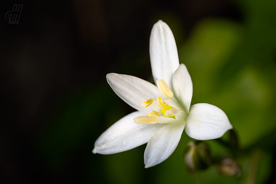 snědek chocholičnatý - Ornithogalum angustifolium