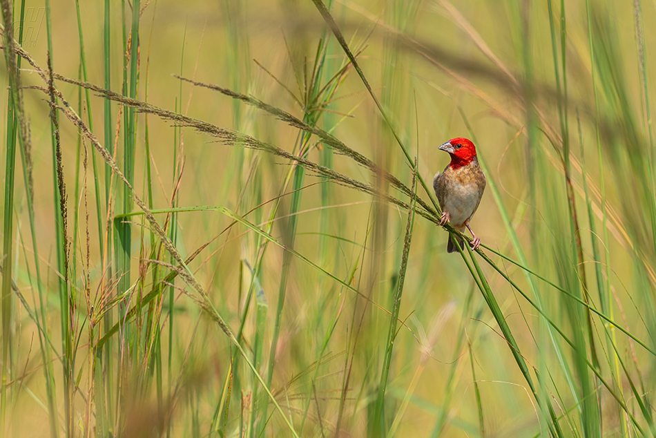 snovač rudohlavý - Quelea erythrops