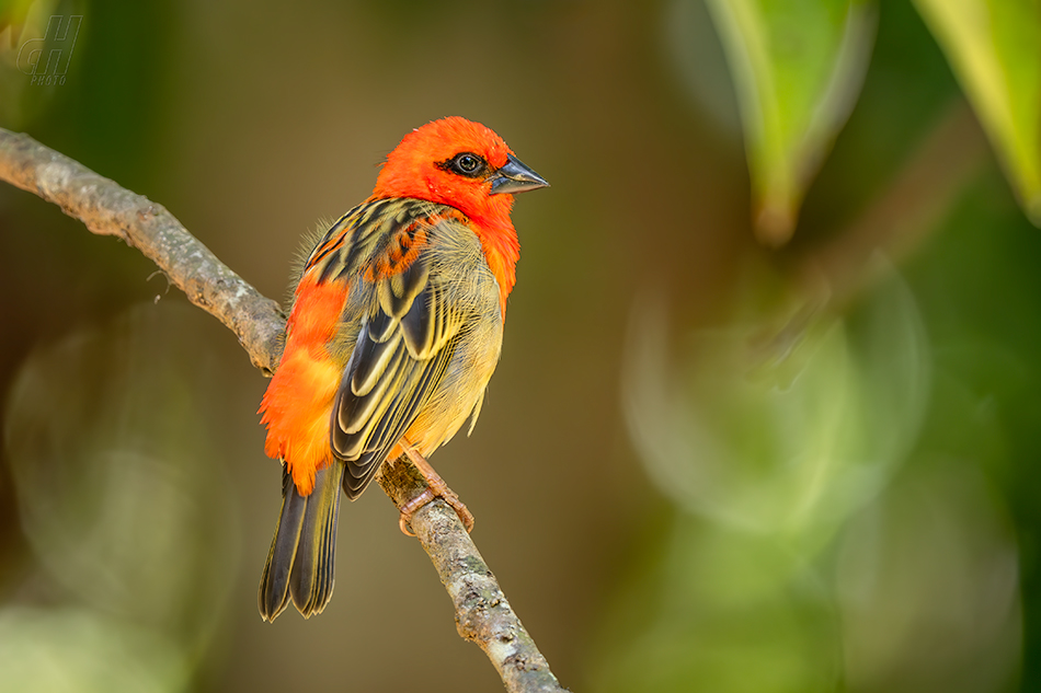 snovatec madagaskarský - Foudia madagascariensis