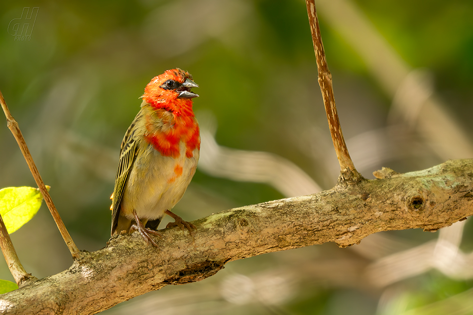 snovatec madagaskarský - Foudia madagascariensis