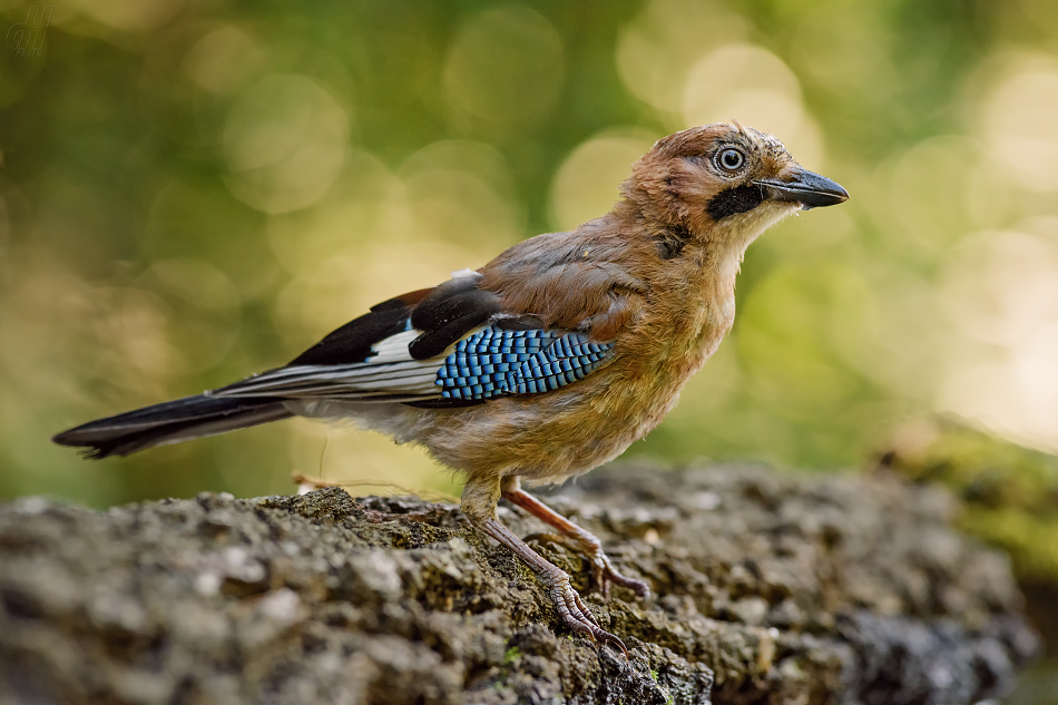 sojka obecná - Garrulus glandarius