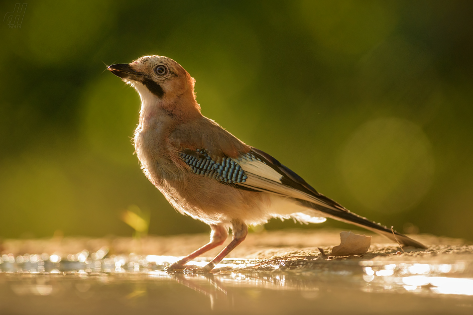 sojka obecná - Garrulus glandarius