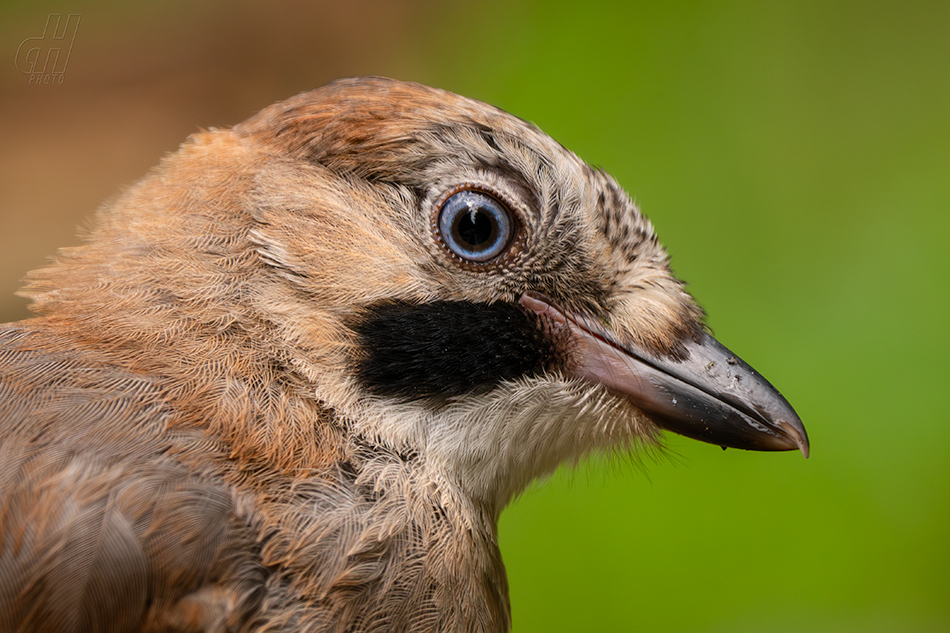 sojka obecná - Garrulus glandarius