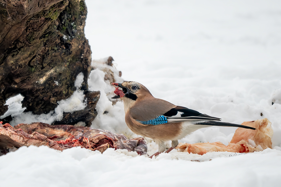 sojka obecná - Garrulus glandarius