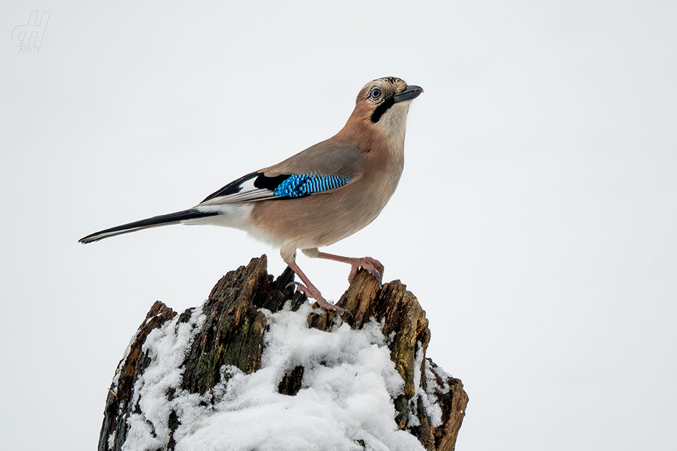 sojka obecná - Garrulus glandarius