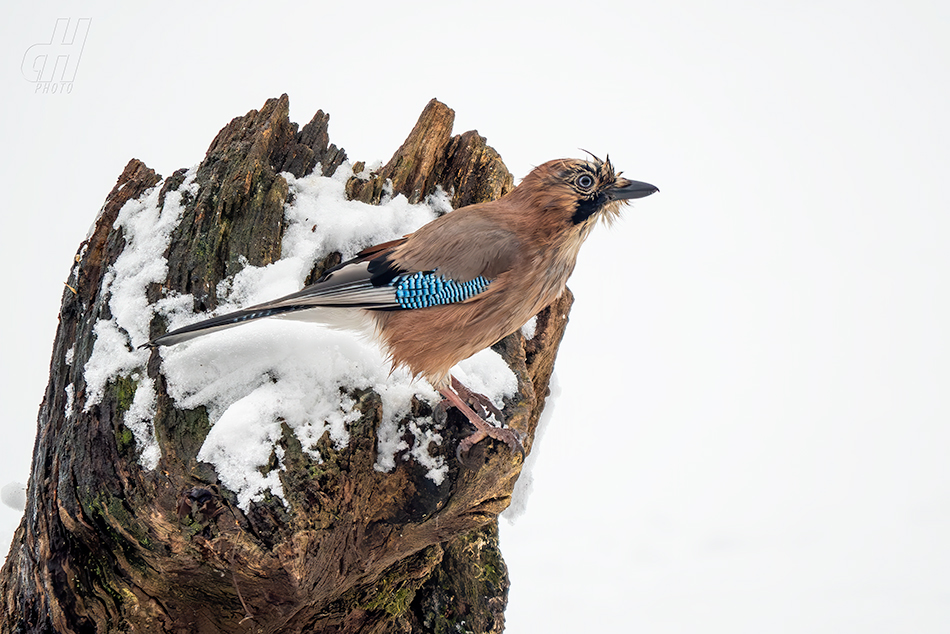 sojka obecná - Garrulus glandarius