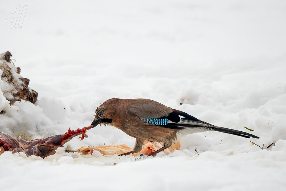 sojka obecná - Garrulus glandarius