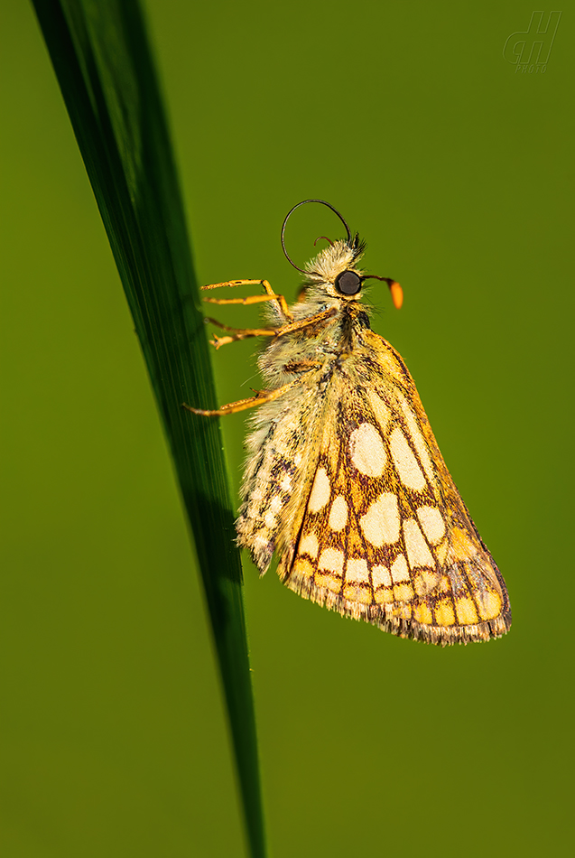 soumračník jitrocelový - Carterocephalus palaemon