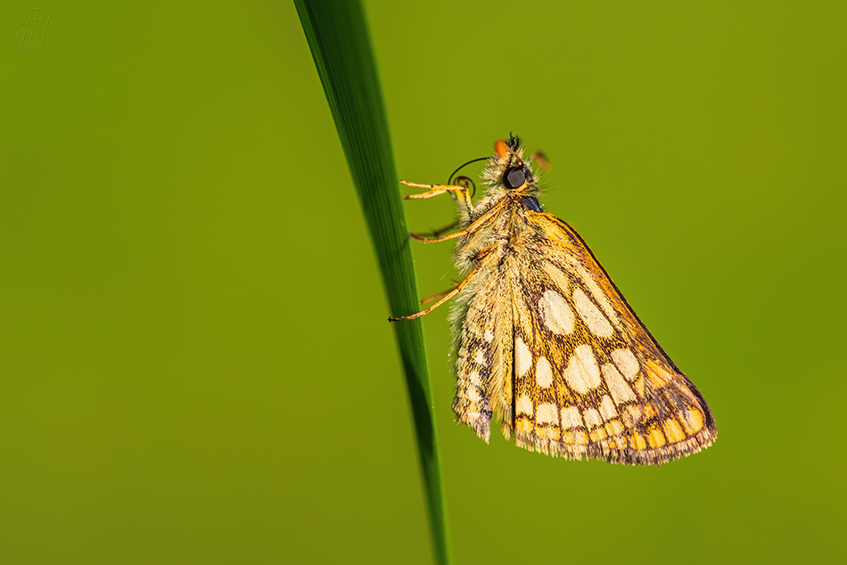 soumračník jitrocelový - Carterocephalus palaemon