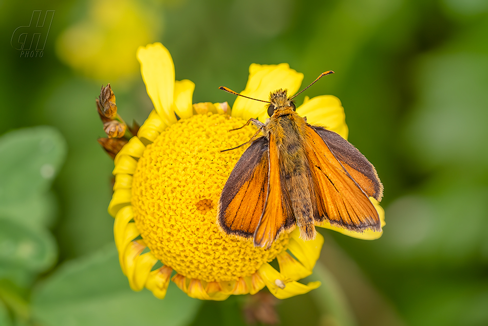 soumračník metlicový - Thymelicus sylvestris