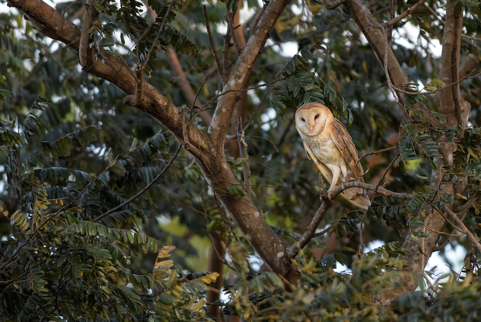 sova pálená - Tyto alba