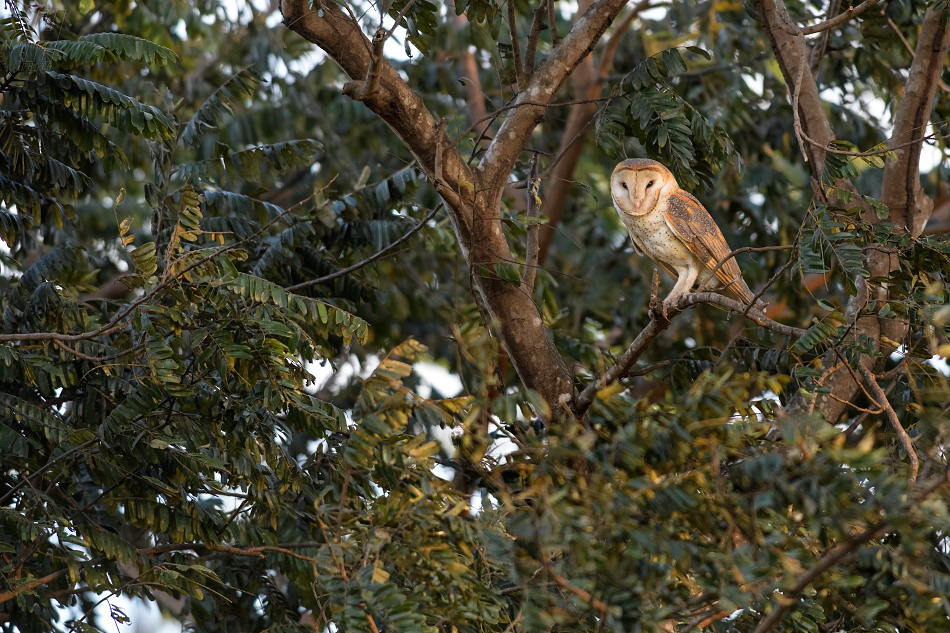 sova pálená - Tyto alba