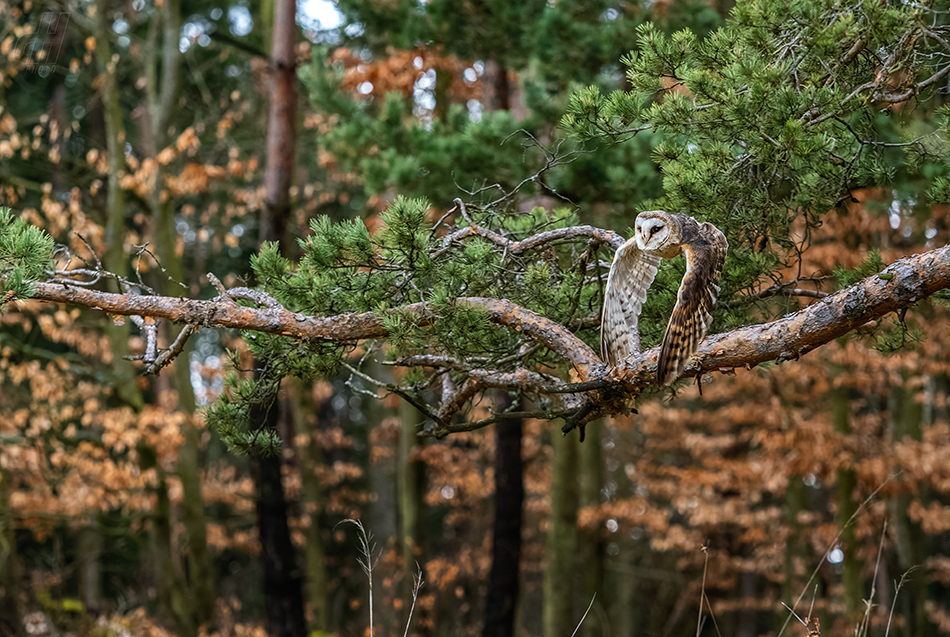 sova pálená - Tyto alba