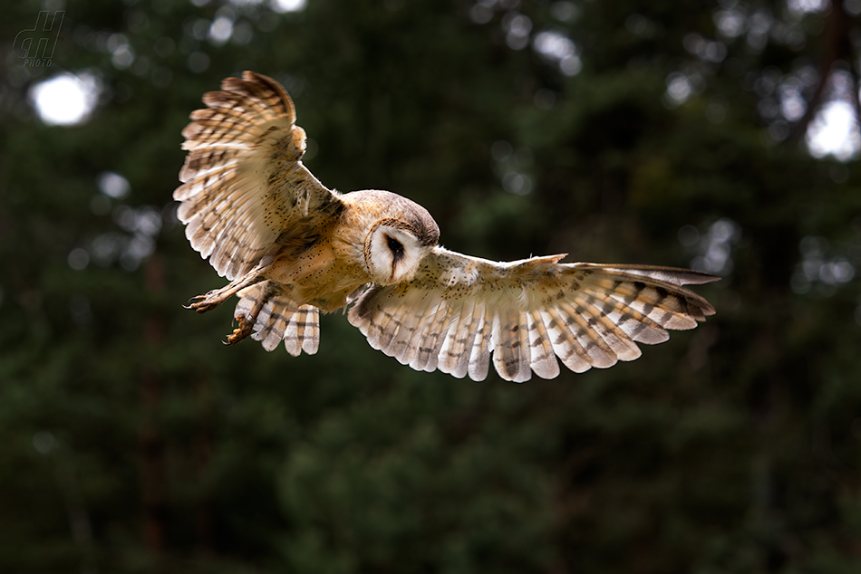 sova pálená - Tyto alba