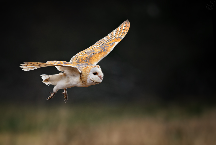 sova pálená - Tyto alba