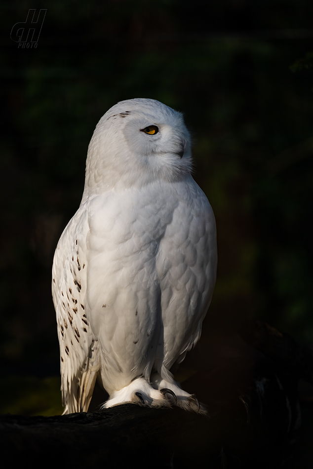 sovice sněžní - Bubo scandiacus