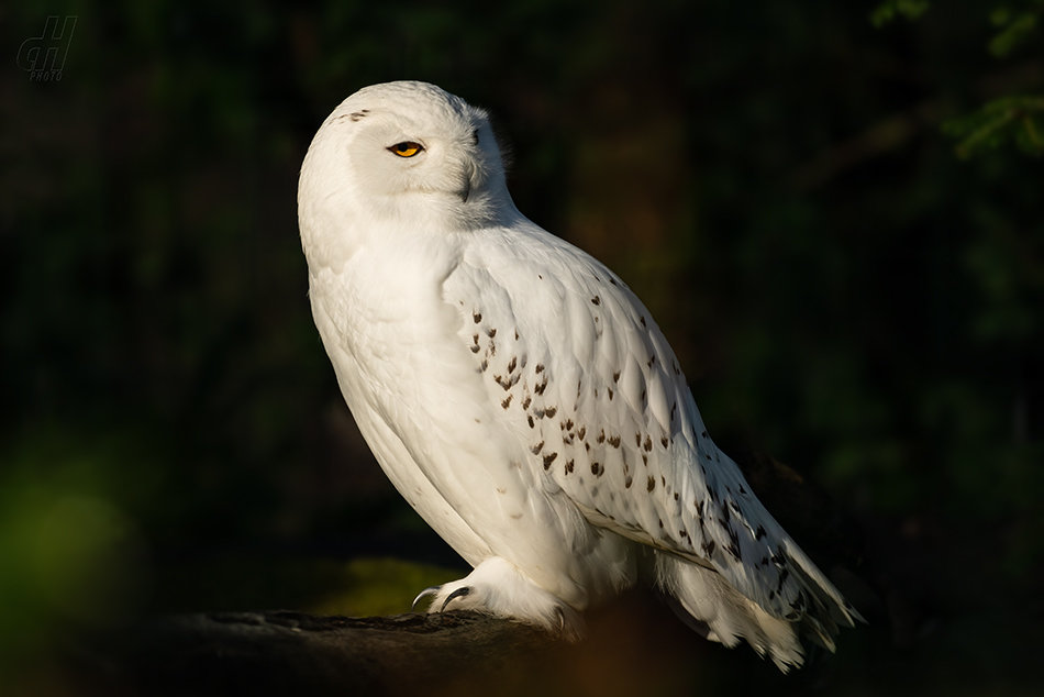 sovice sněžní - Bubo scandiacus