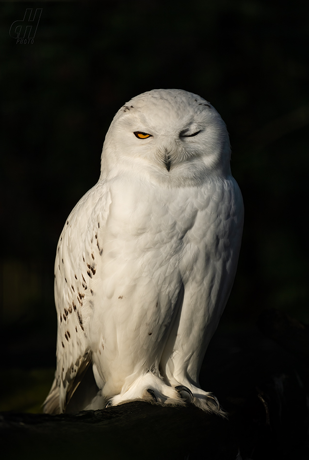 sovice sněžní - Bubo scandiacus