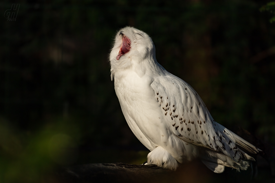 sovice sněžní - Bubo scandiacus