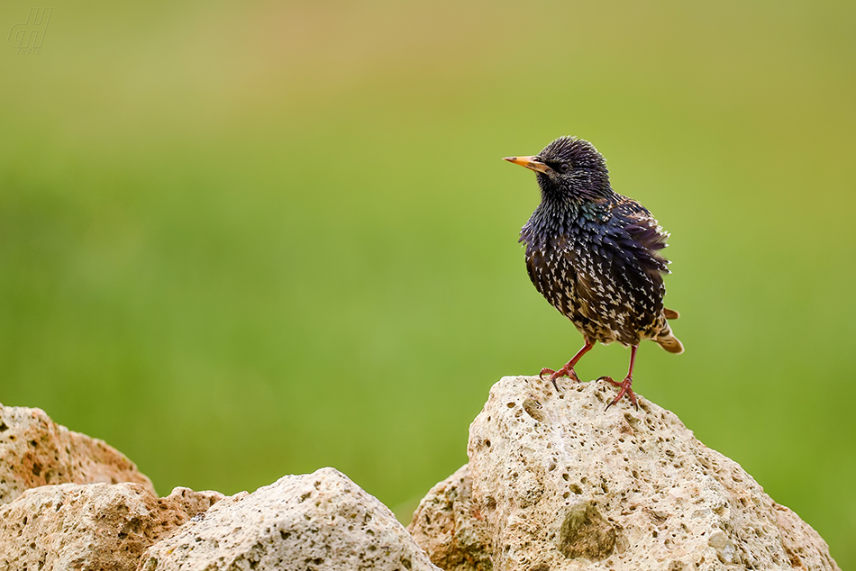 špaček obecný - Sturnus vulgaris