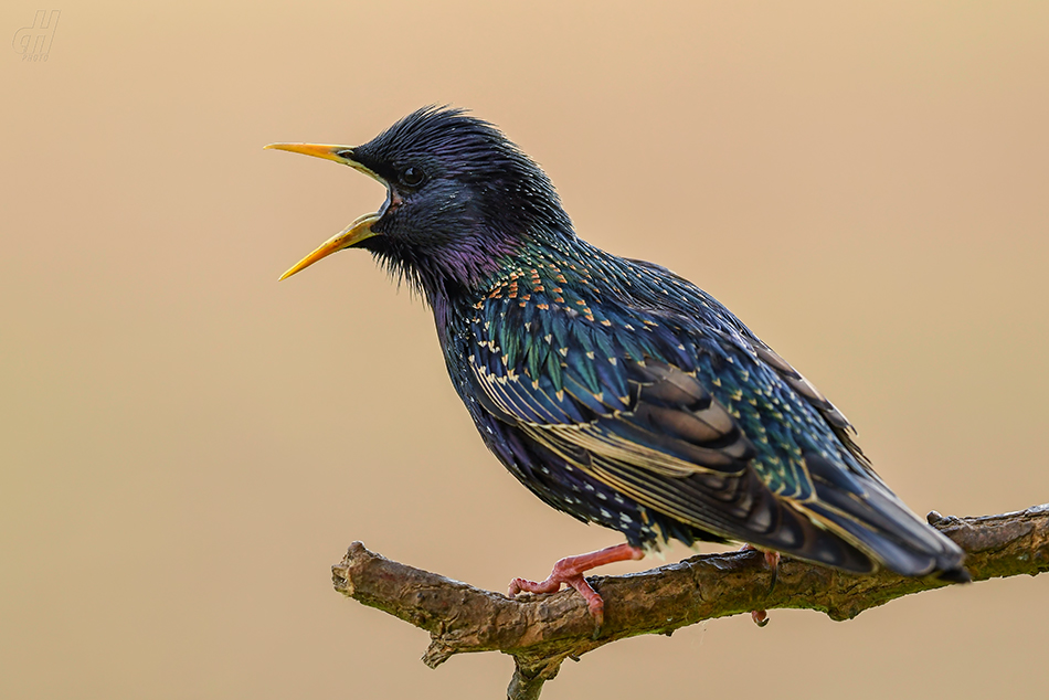 špaček obecný - Sturnus vulgaris