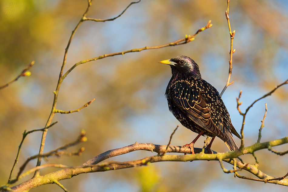 špaček obecný - Sturnus vulgaris