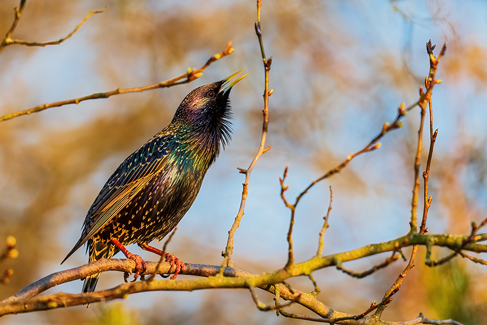 špaček obecný - Sturnus vulgaris