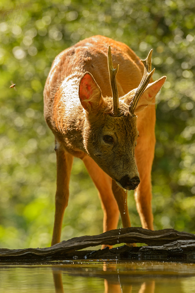 srnec obecný - Capreolus capreolus