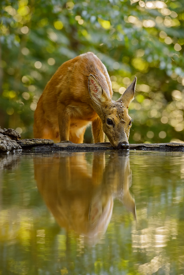 srnec obecný - Capreolus capreolus