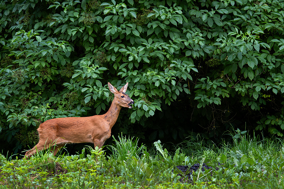 srnec obecný - Capreolus capreolus