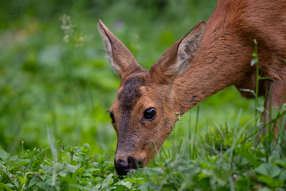 srnec obecný - Capreolus capreolus