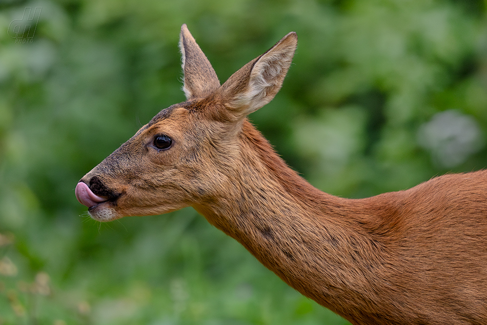 srnec obecný - Capreolus capreolus