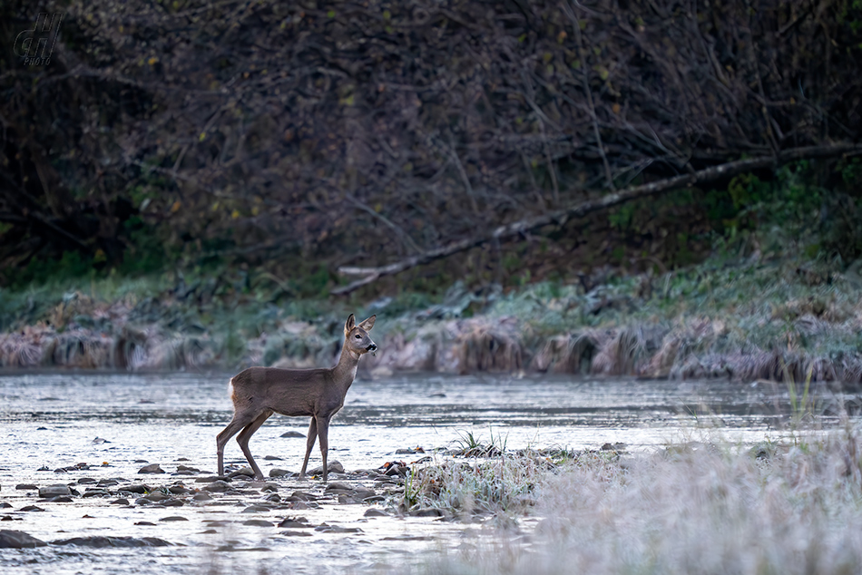 srnec obecný - Capreolus capreolus