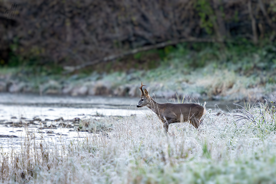 srnec obecný - Capreolus capreolus