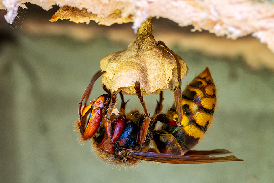 sršeň obecná - Vespa crabro