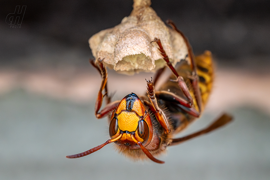 sršeň obecná - Vespa crabro