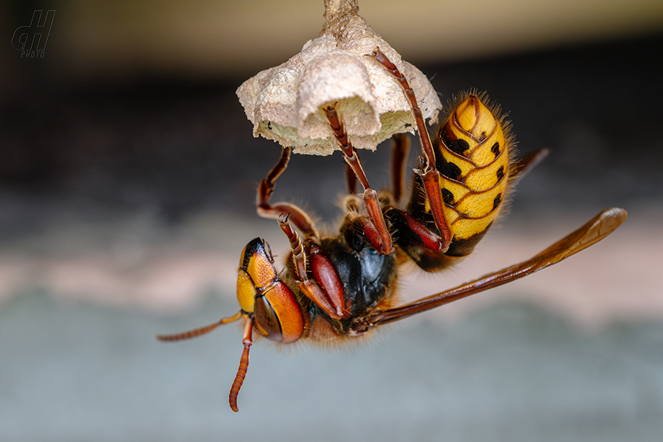 sršeň obecná - Vespa crabro