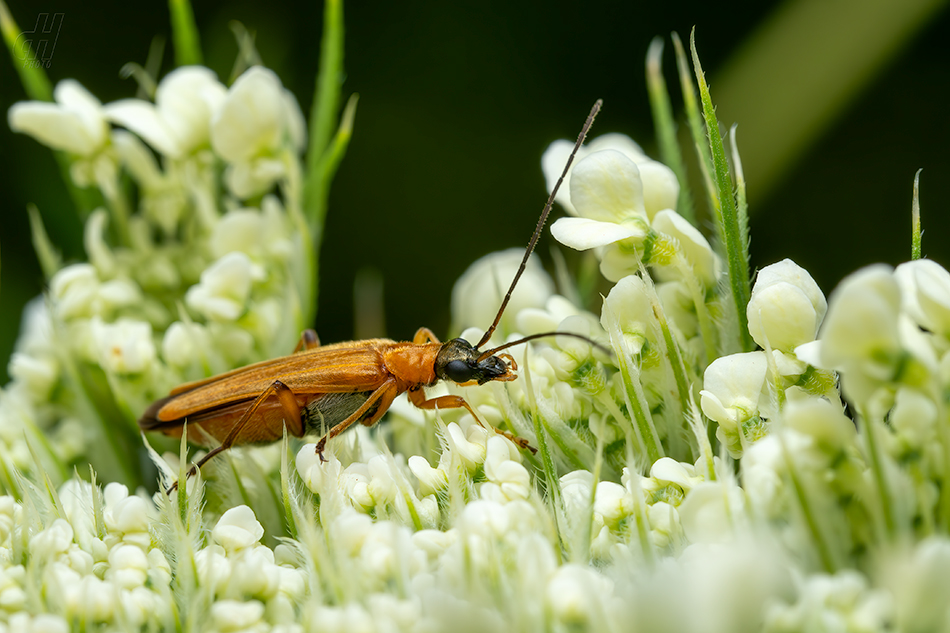 stehenáč nahnědlý - Oedemera podagrariae