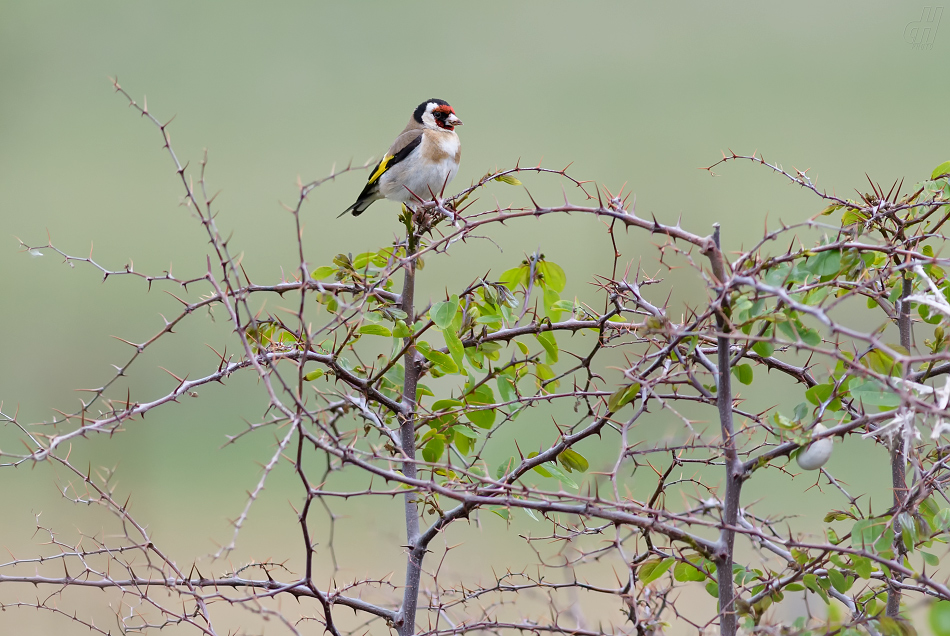 stehlík obecný - Carduelis carduelis