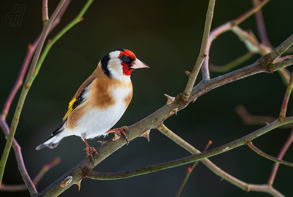 stehlík obecný - Carduelis carduelis