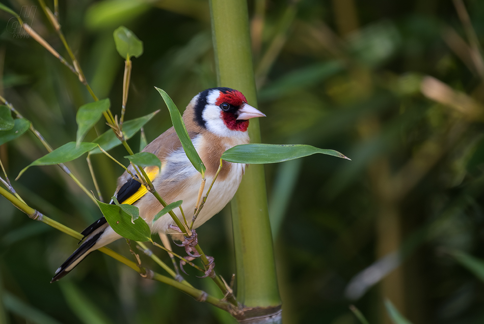 stehlík obecný - Carduelis carduelis