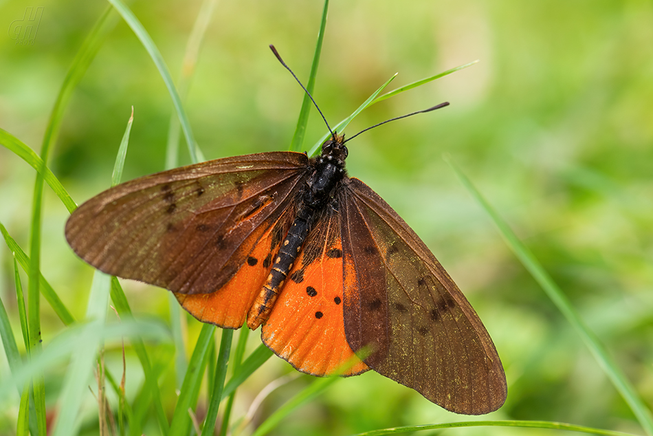 Stephenia asboloplintha