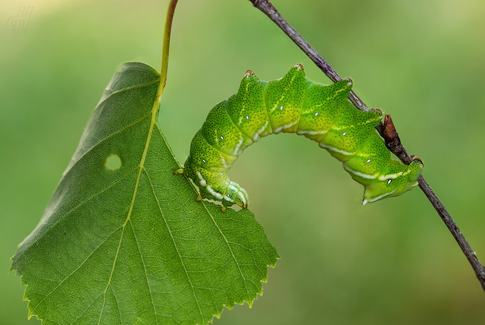 strakáč březový - Endromis versicolora