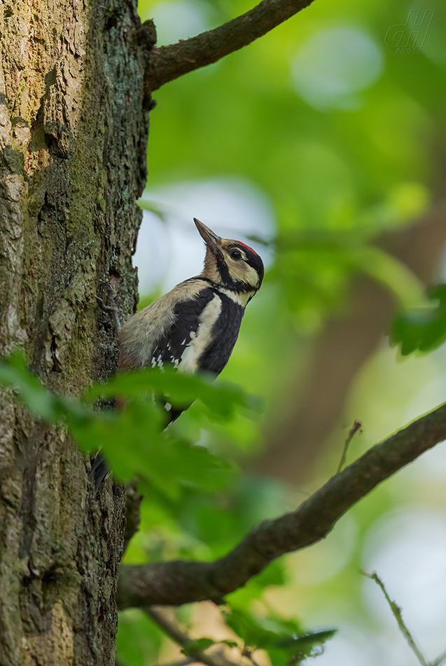 strakapoud velký - Dendrocopos major